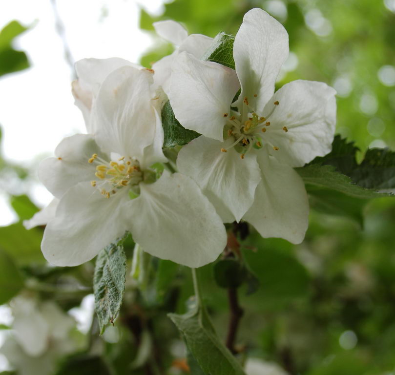 معرفی و راهنمای پرورش گیاهان - سیب